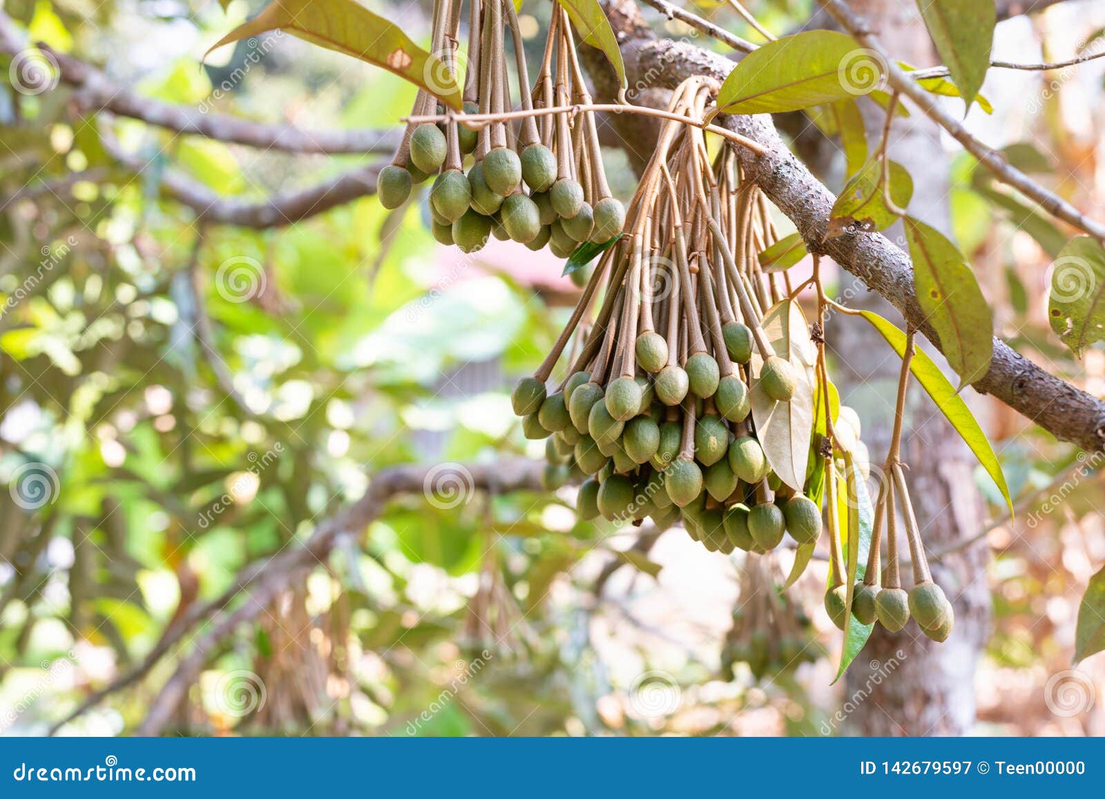 Image of Durian Flowers .the Flowering Stage of Durian Stock Image