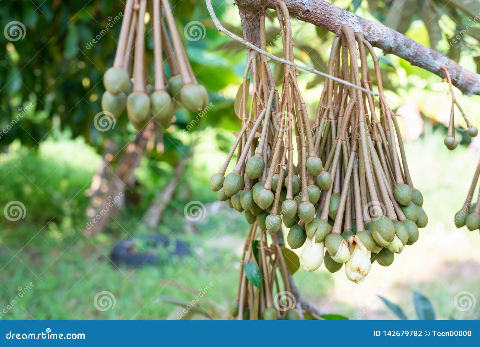 Image of Durian Flowers .the Flowering Stage of Durian Stock Photo