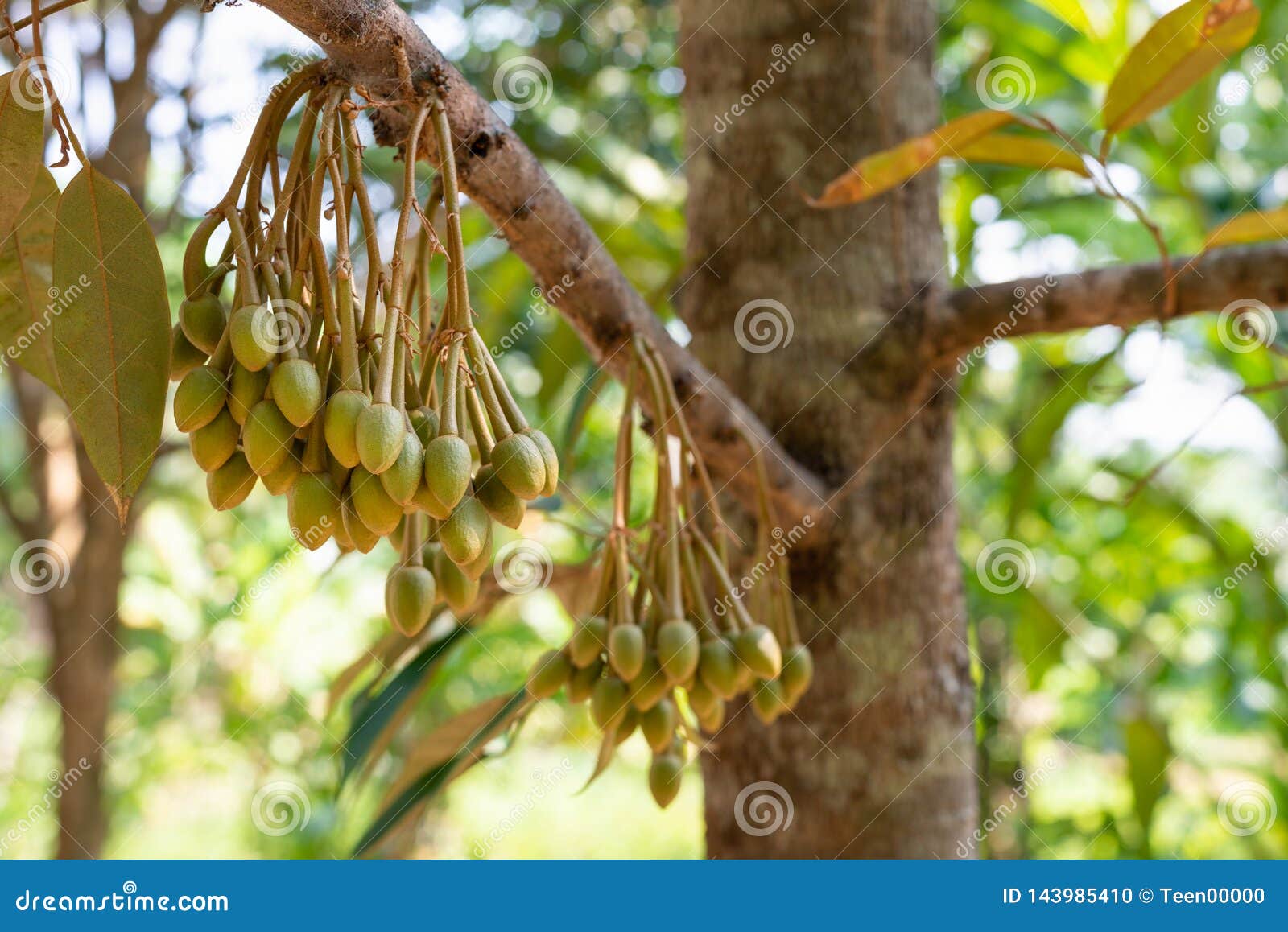 Image of Durian Flowers .the Flowering Stage of Durian Stock Photo