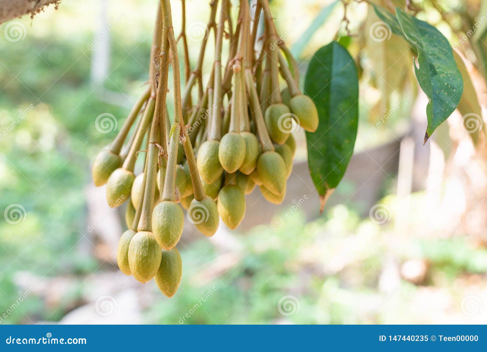 Image of Durian Flowers .the Flowering Stage of Durian Stock Image