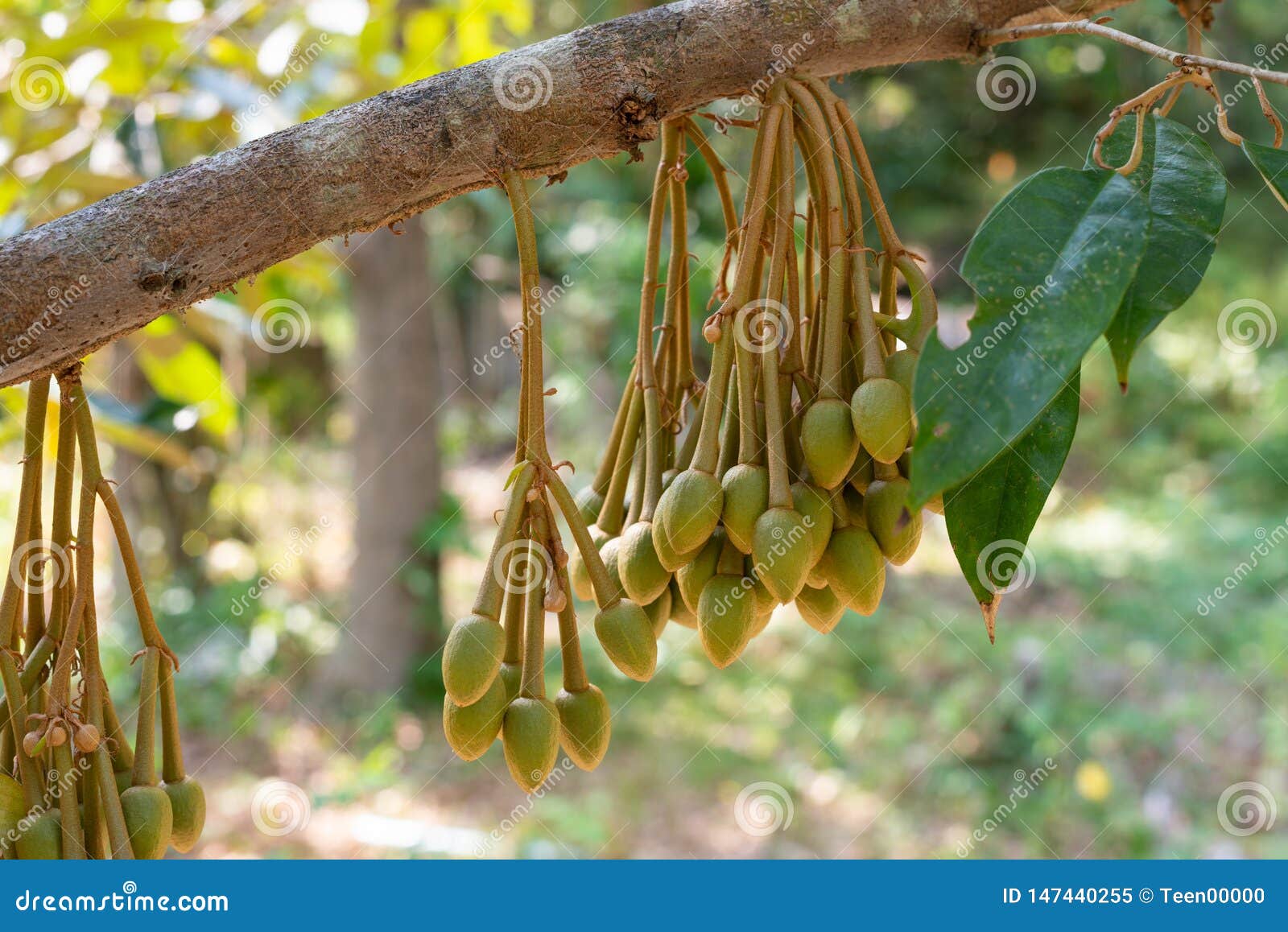 Image of Durian Flowers .the Flowering Stage of Durian Stock Image