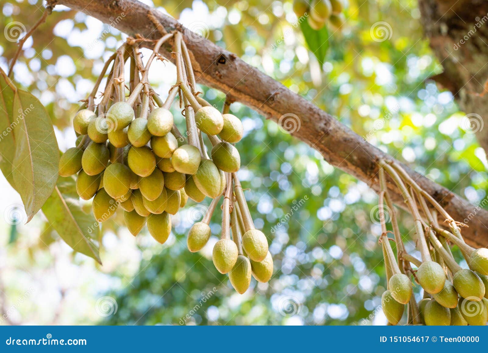Image of Durian Flowers .the Flowering Stage of Durian Stock Image