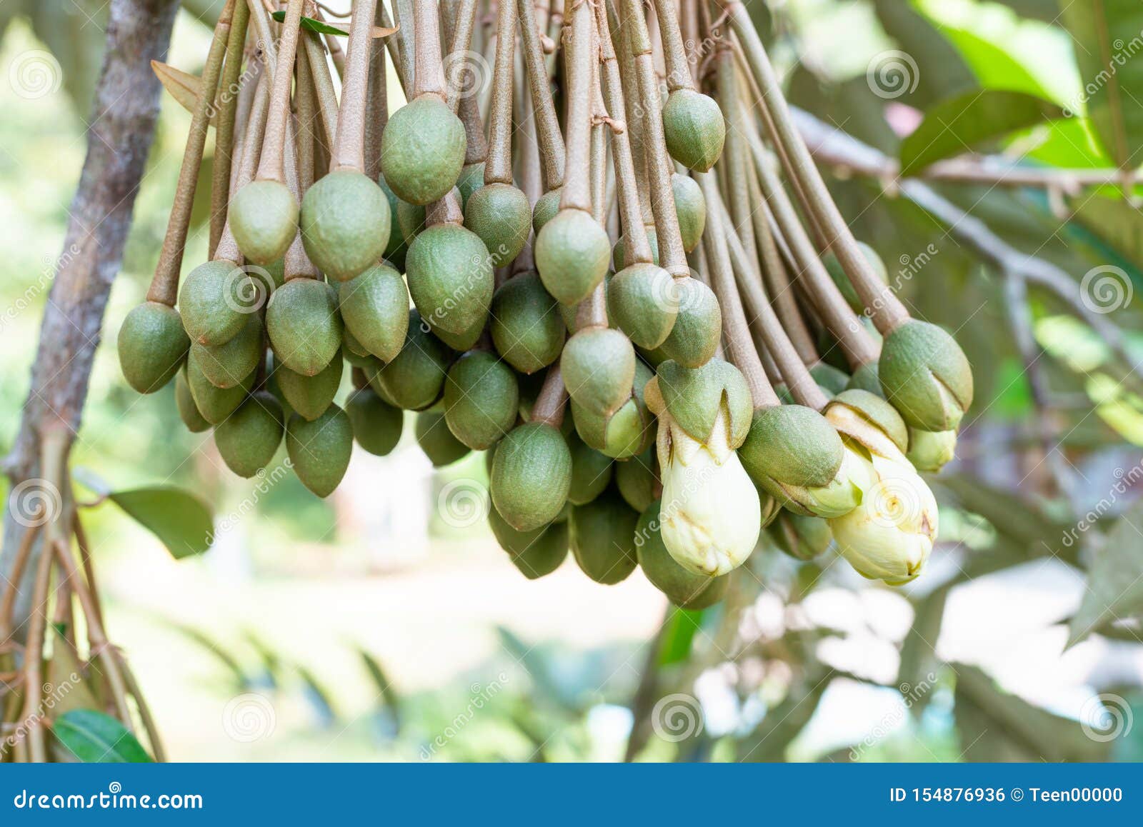 Image of Durian Flowers .the Flowering Stage of Durian Stock Photo
