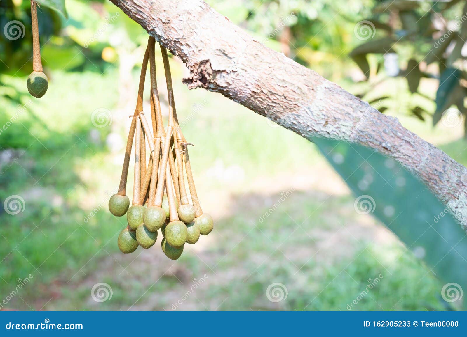 Image of Durian Flowers .the Flowering Stage of Durian Stock Image