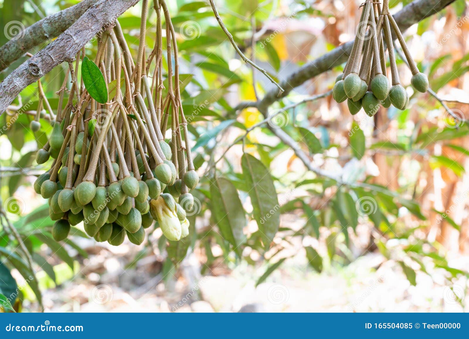 Image of Durian Flowers .the Flowering Stage of Durian Stock Image