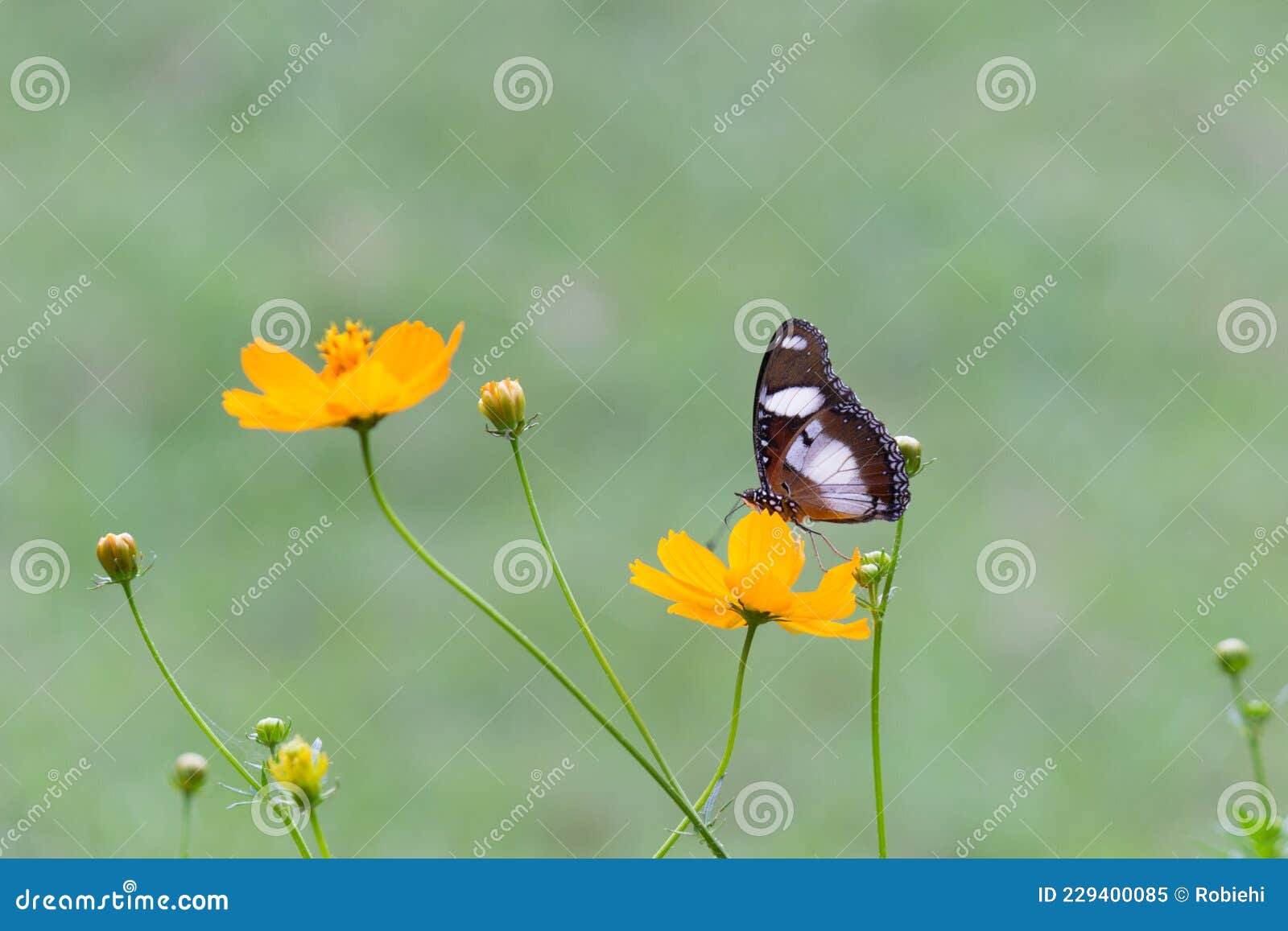 Image of an Egggly Butterfly or the Blue Moon Butterfly with Wings Wide ...