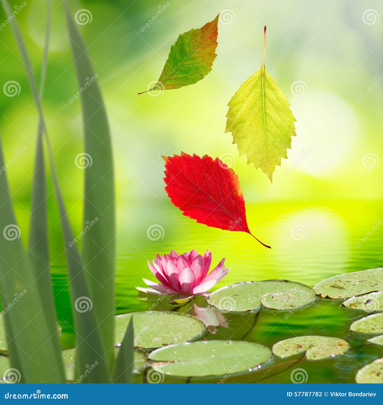 2,340 Falling Flower Wallpaper Stock Photos Free & RoyaltyFree Stock