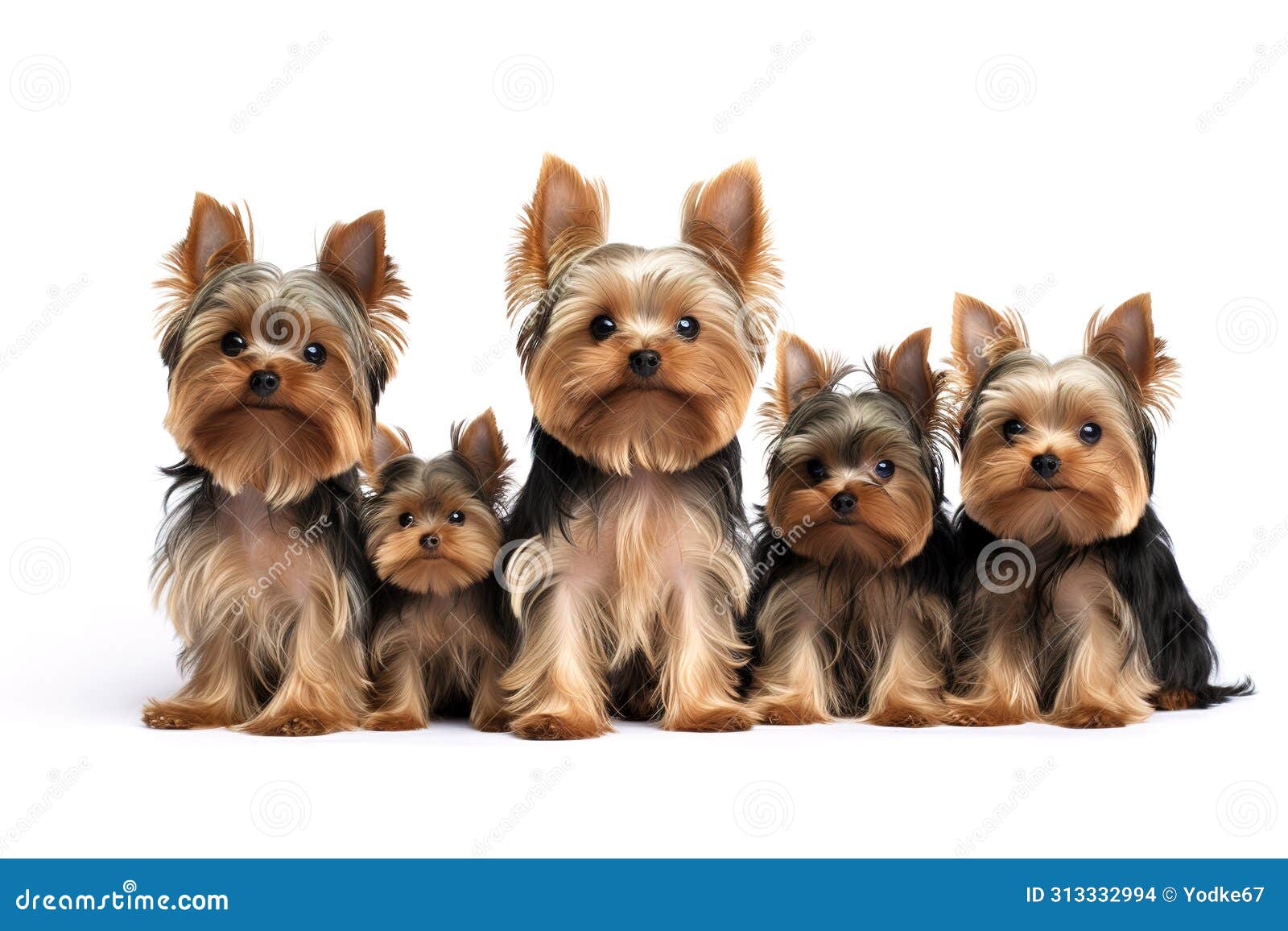 image of family of yorkshire terrier dog on white background. pet. animals.