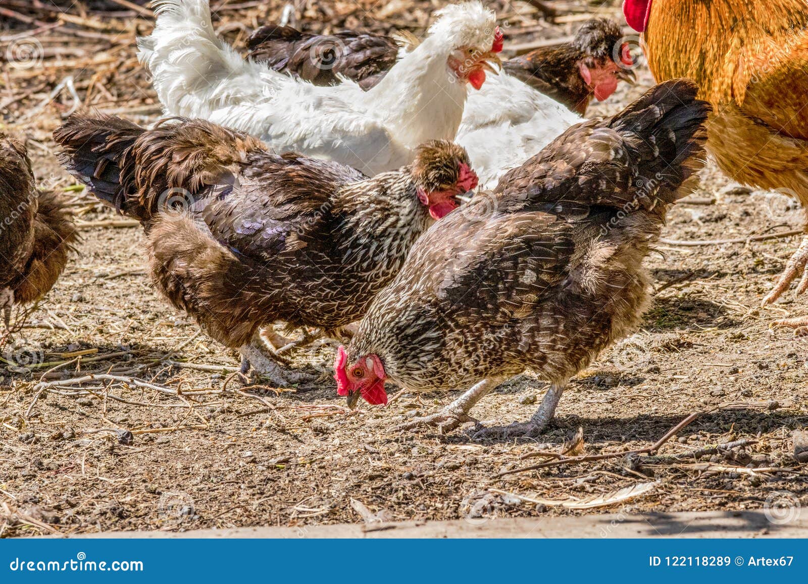 Feathered Chicken Birds Grazing in Farm Yard Stock Image Image of nature, domestic 122118289