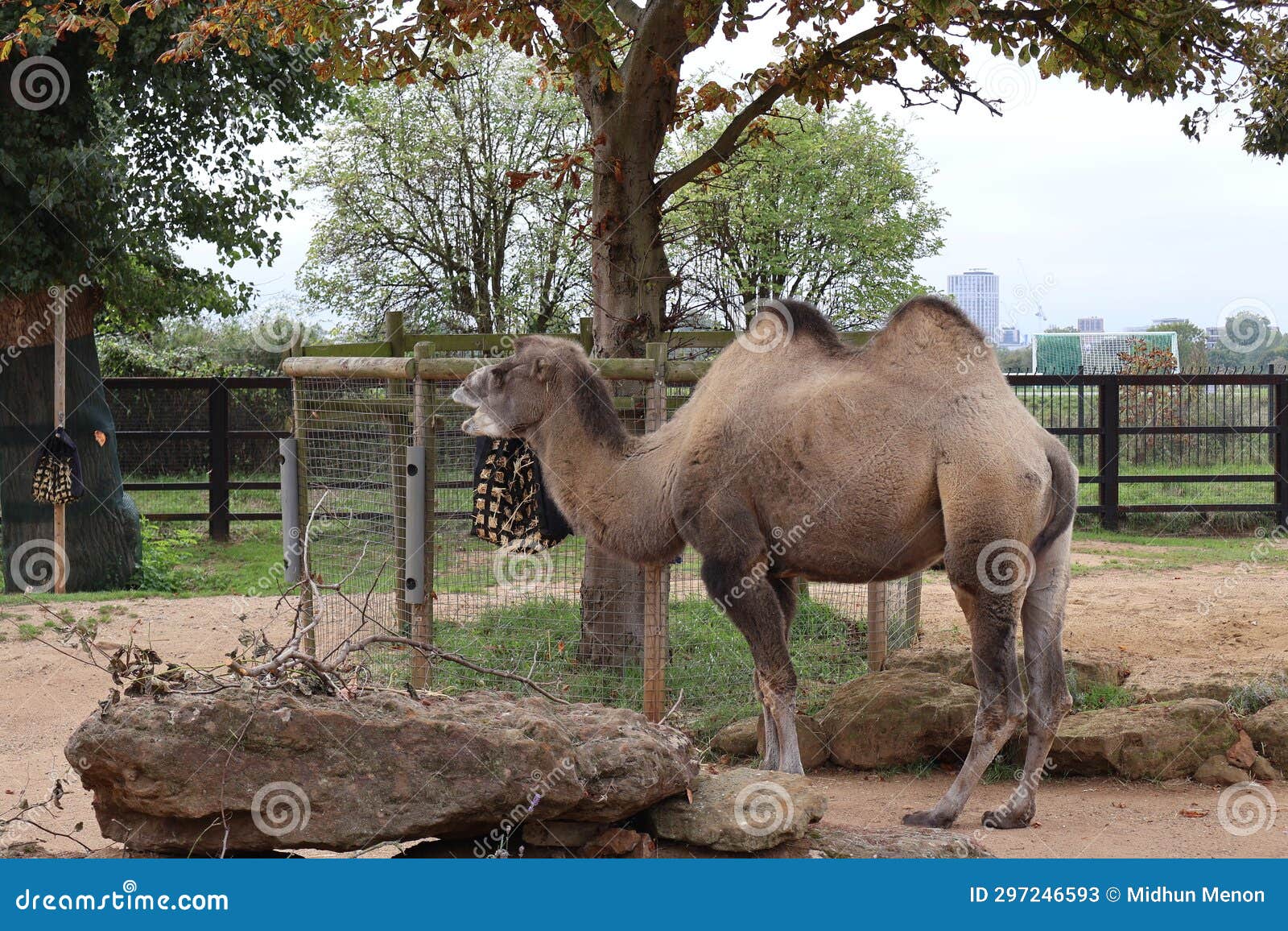 camel standing in london zoo enclosure