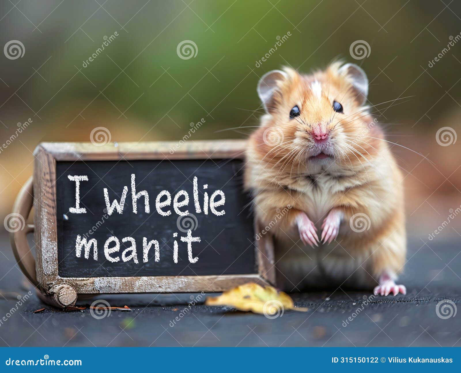confident hamster with 