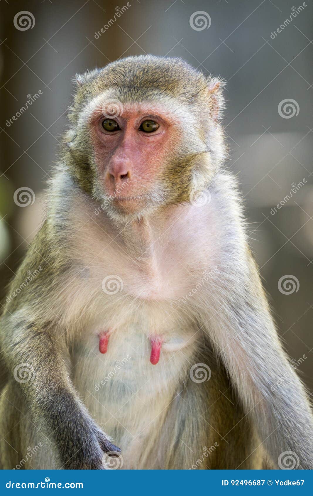 Female Monkey RoyaltyFree Stock Image 50066692