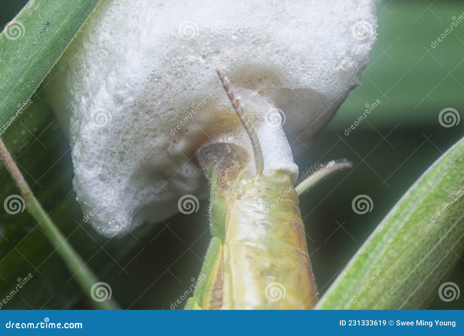 Female Praying Mantis Baking Egg Sacs on the Blade of Grass Stock Image