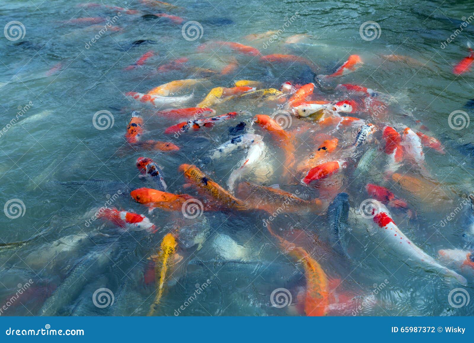 Image Of Fishes Named Cyprinus Carpio Thailand Stock Photo Image Of Natural Carp