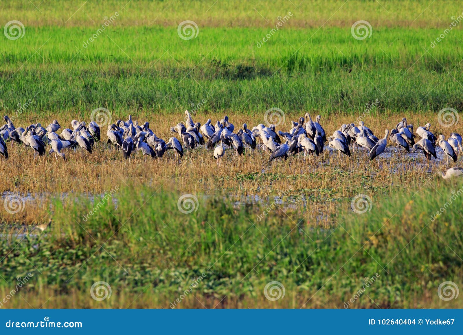 image of flocks open-billed stork or asian openbill.