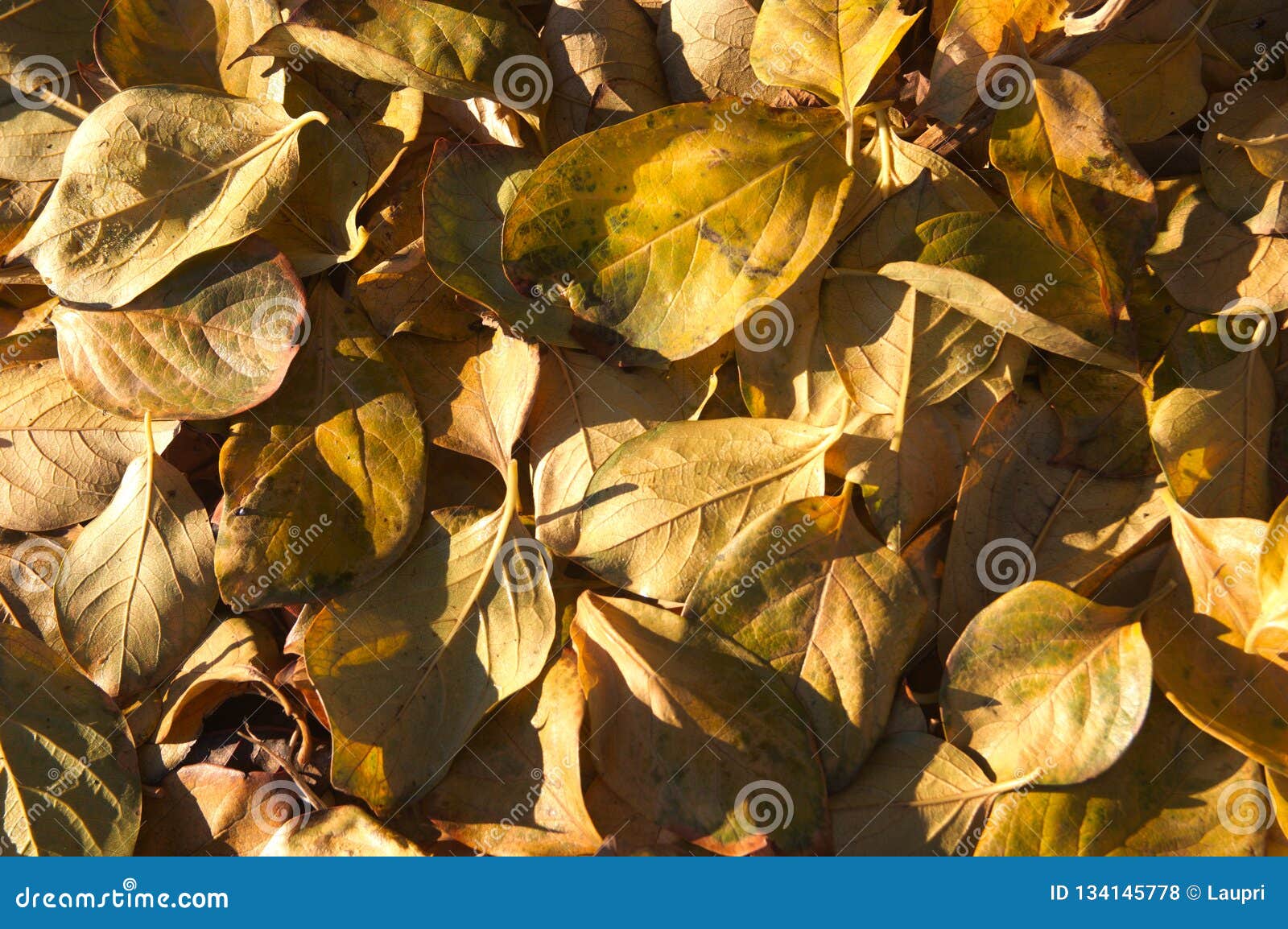 persimmon tree leaves fall, Pinellas Park FL