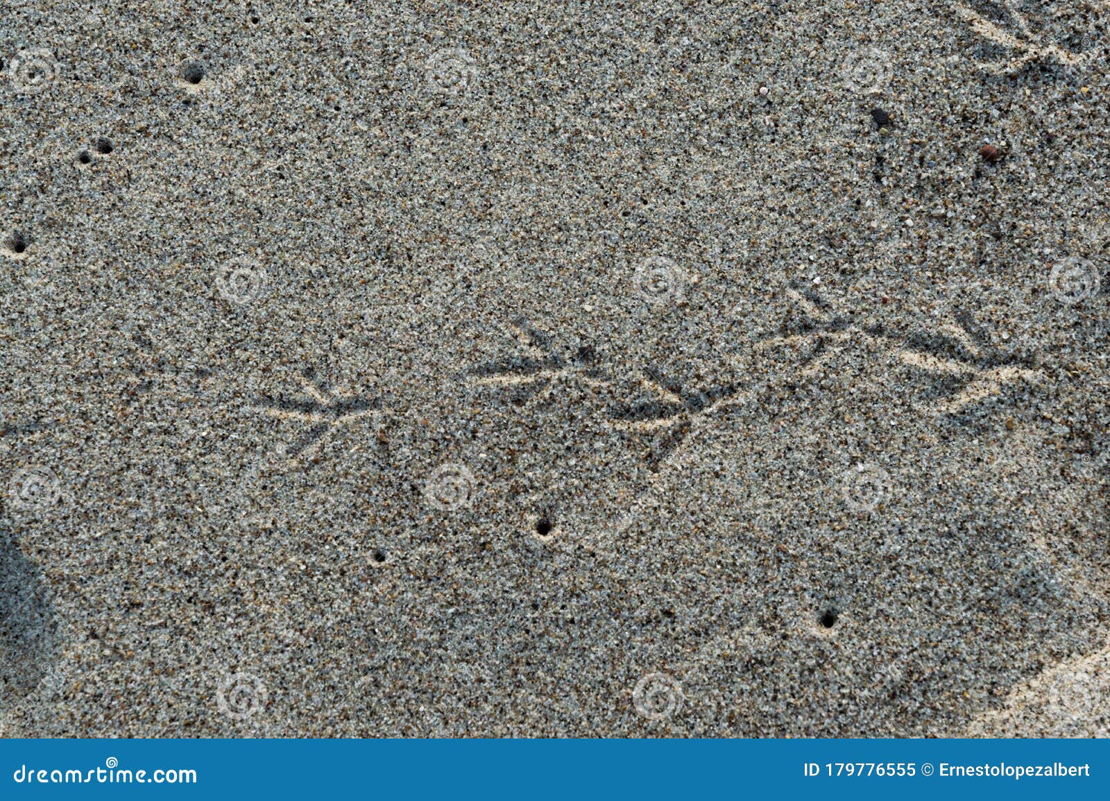 footprints of a bird in the sand on the beach