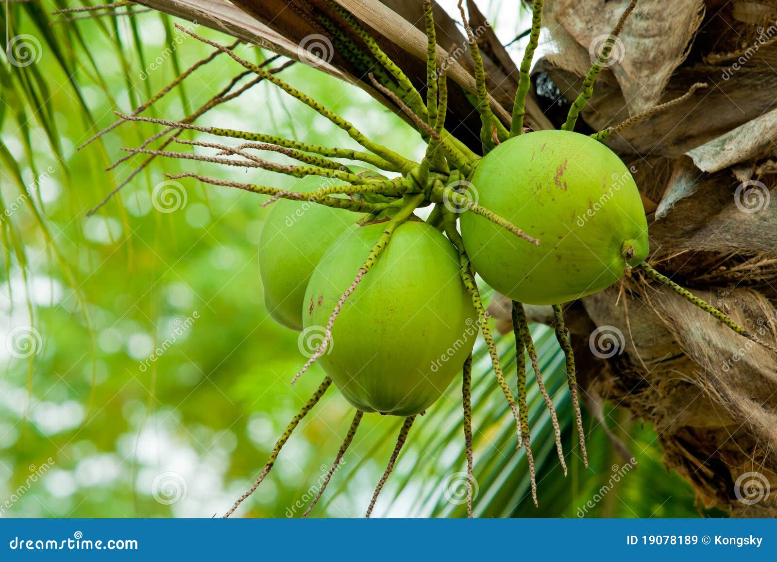 An Image of Fresh Young Coconut Stock Image - Image of farm, botany ...