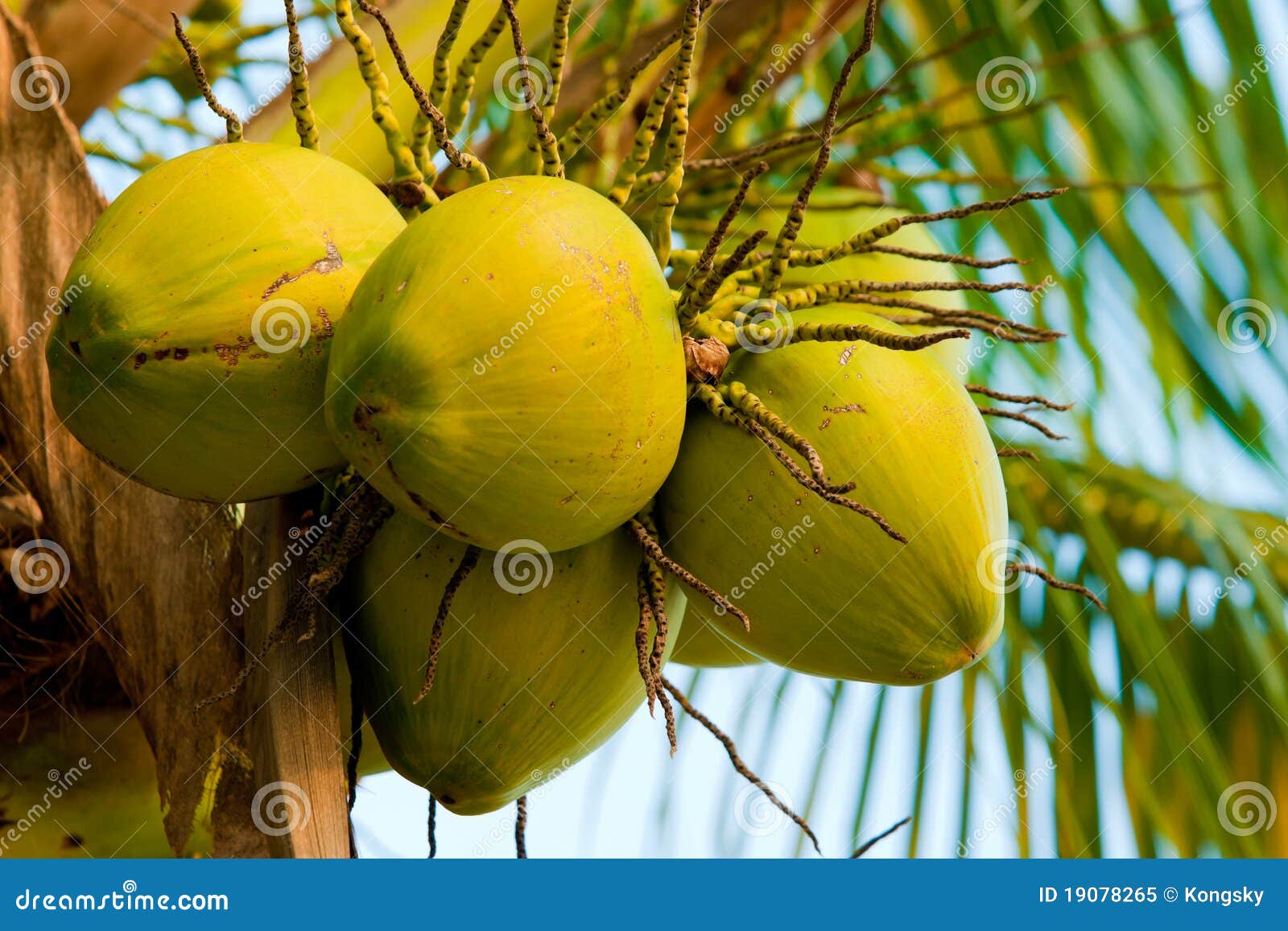 Image of Fresh Young Coconut Tree Stock Image - Image of bundle, bunch