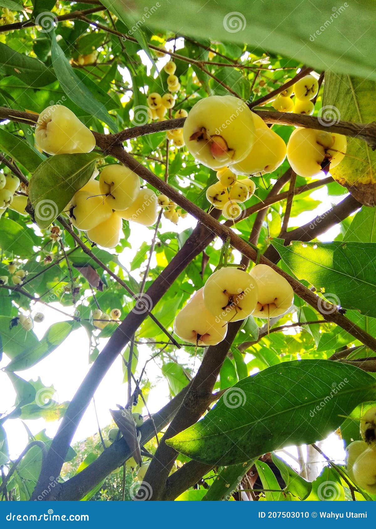 Image of a Fruiting Water Apple Tree Stock Photo Image of berry, vegetable 207503010