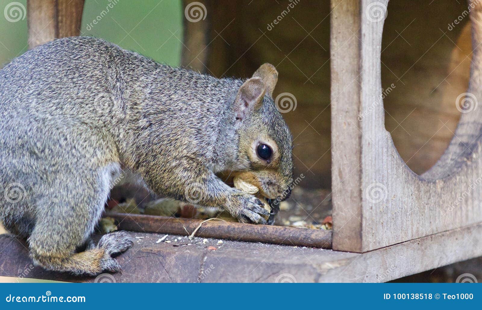 Postcard with a Funny Squirrel Eating Nuts Stock Photo Image of