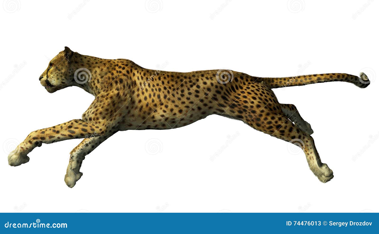 The image of a gepard stock illustration. Illustration of carnivore ...