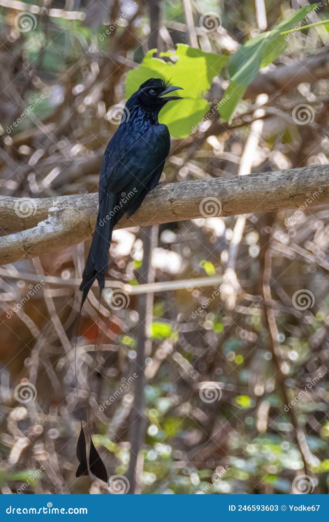 image of greater racquet-tailed drongo  dicrurus paradiseus on the tree branch on nature background. bird. animals