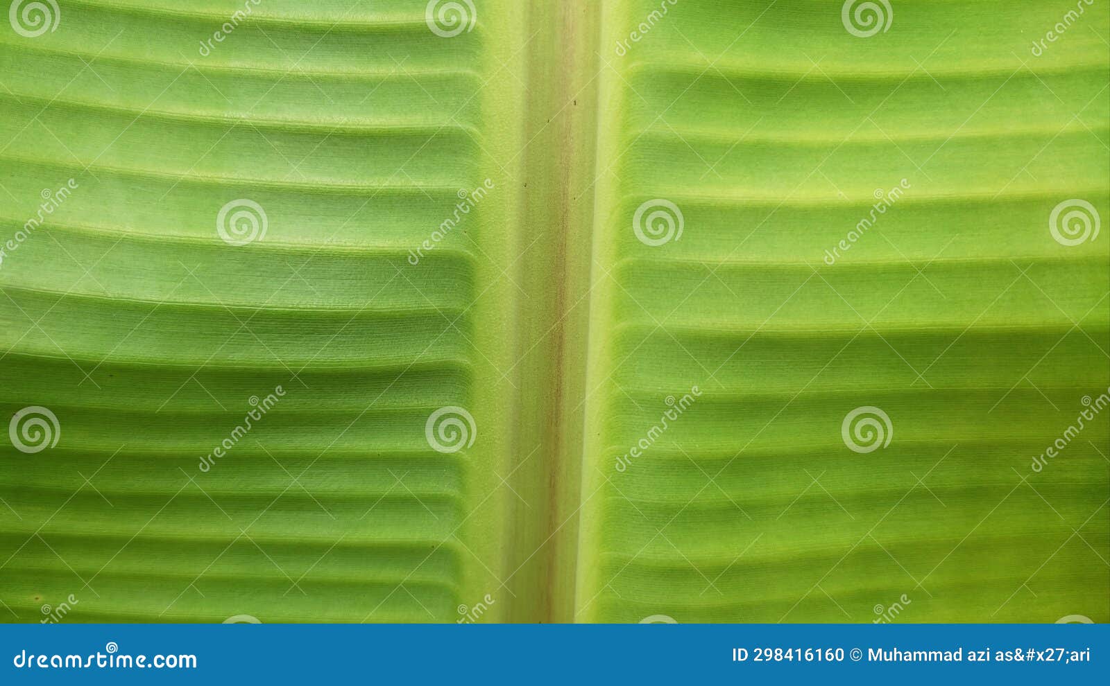 Image of Green Banana Leaf Fiber Stock Photo Image of leaf, fiber 298416160