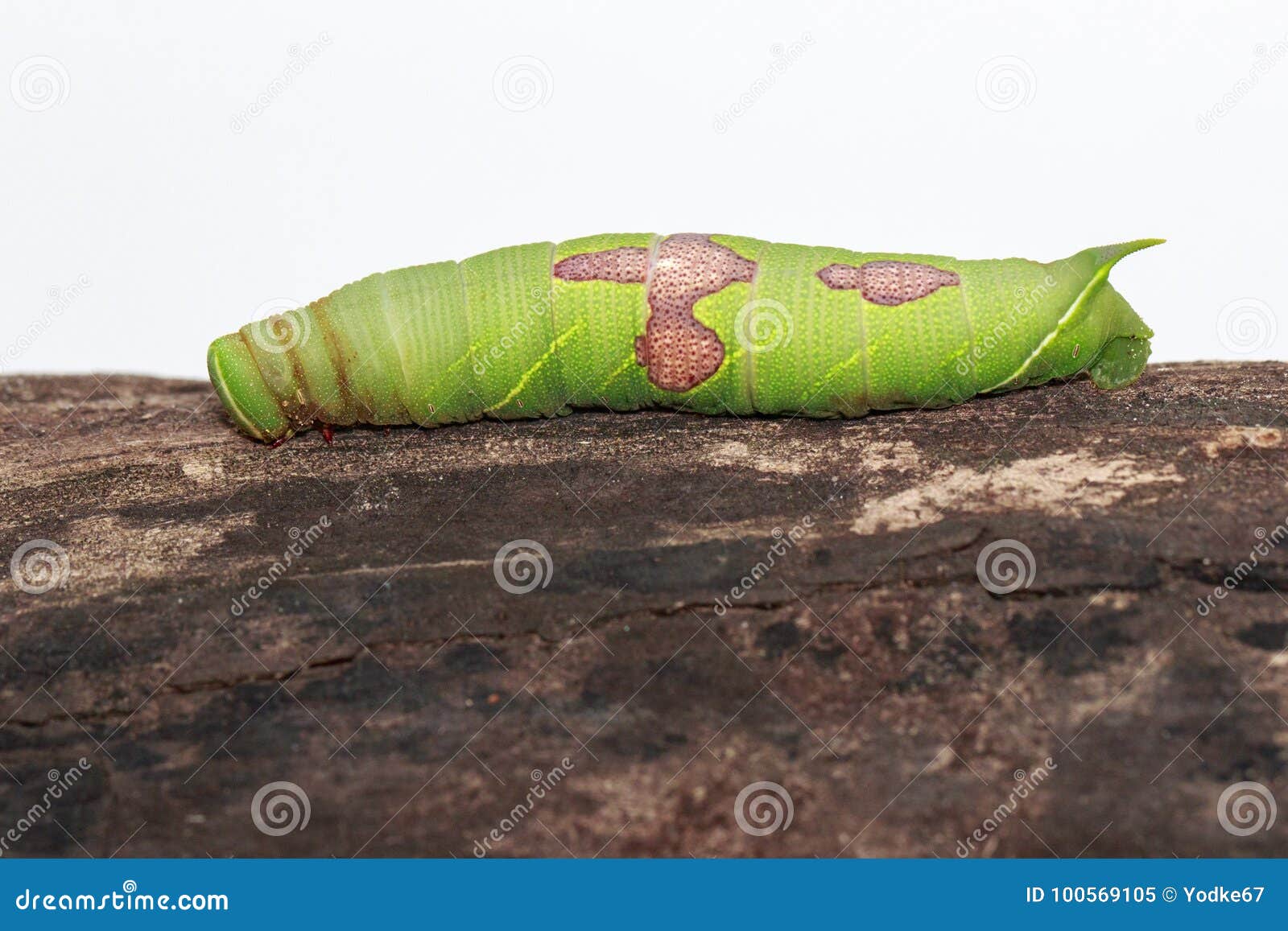 Green Caterpillar Identification Chart