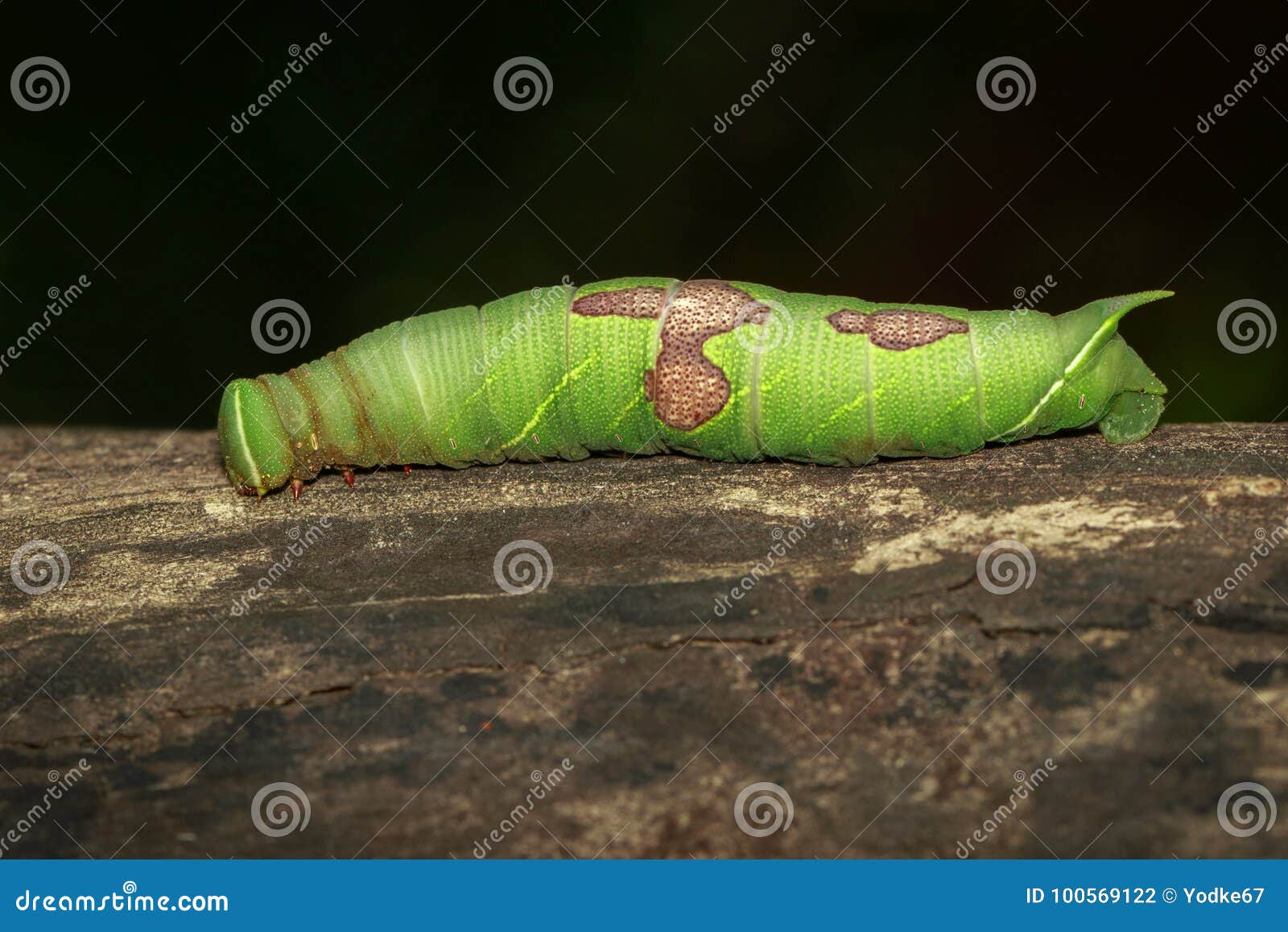 Green Caterpillar Identification Chart