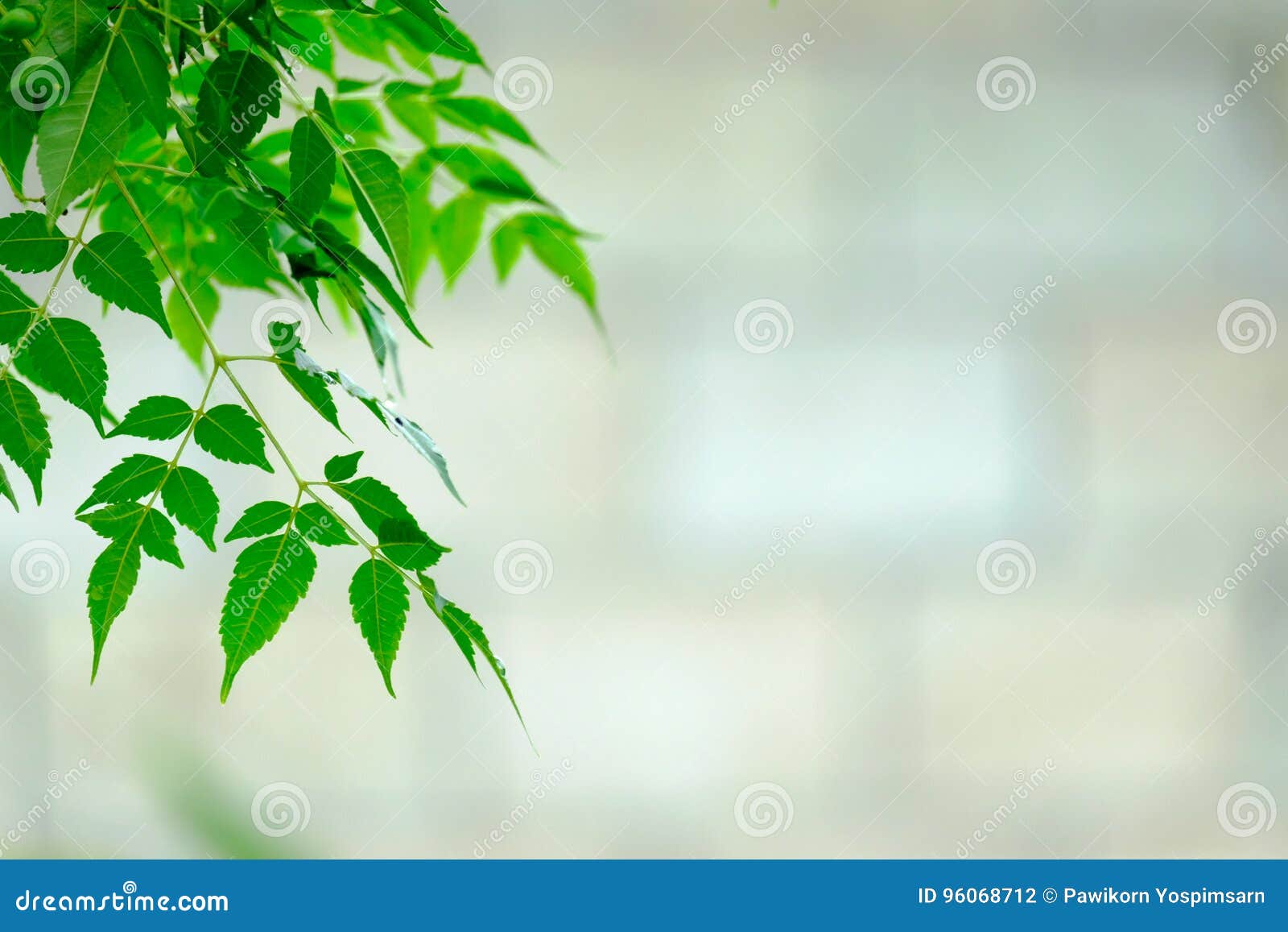 The Image of Green Leaf with Blur Background. Stock Photo - Image of