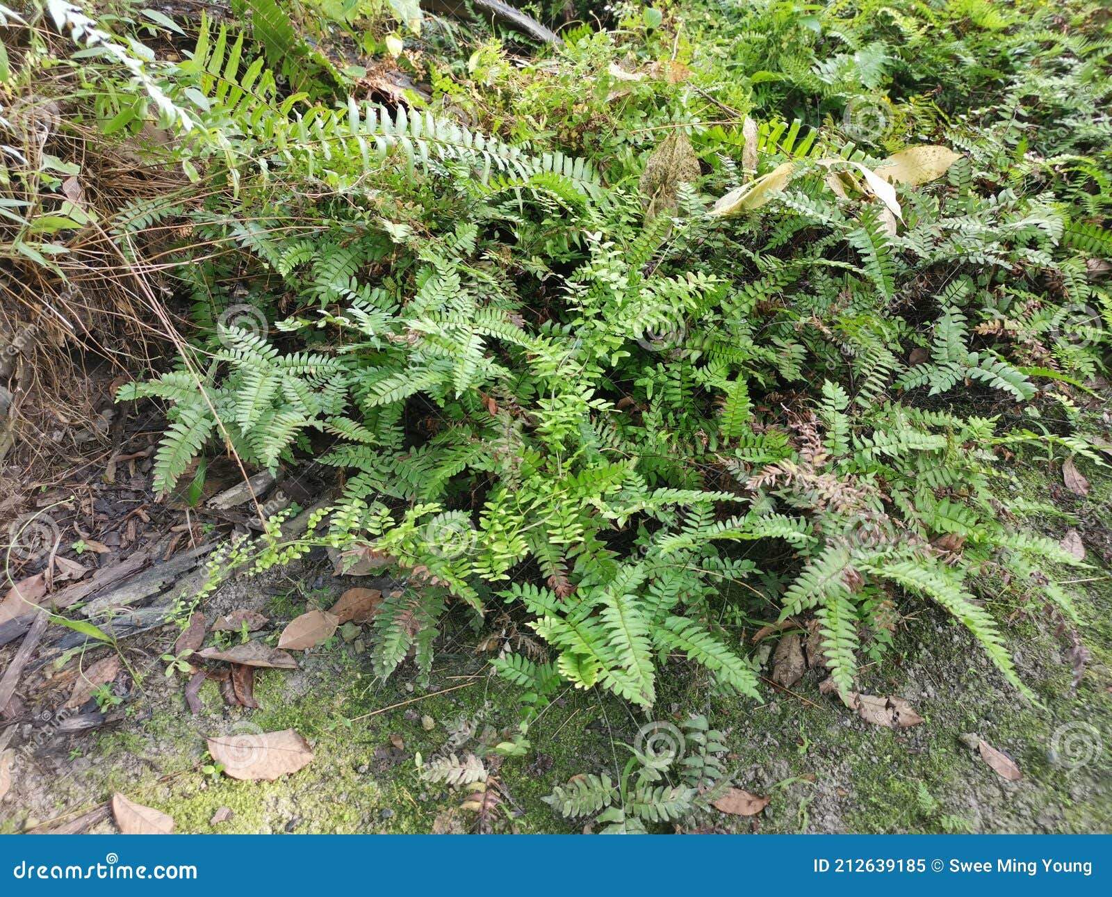 Green Leafy Brittle Bladder Fern Stock Image Image of bush, exotic 212639185