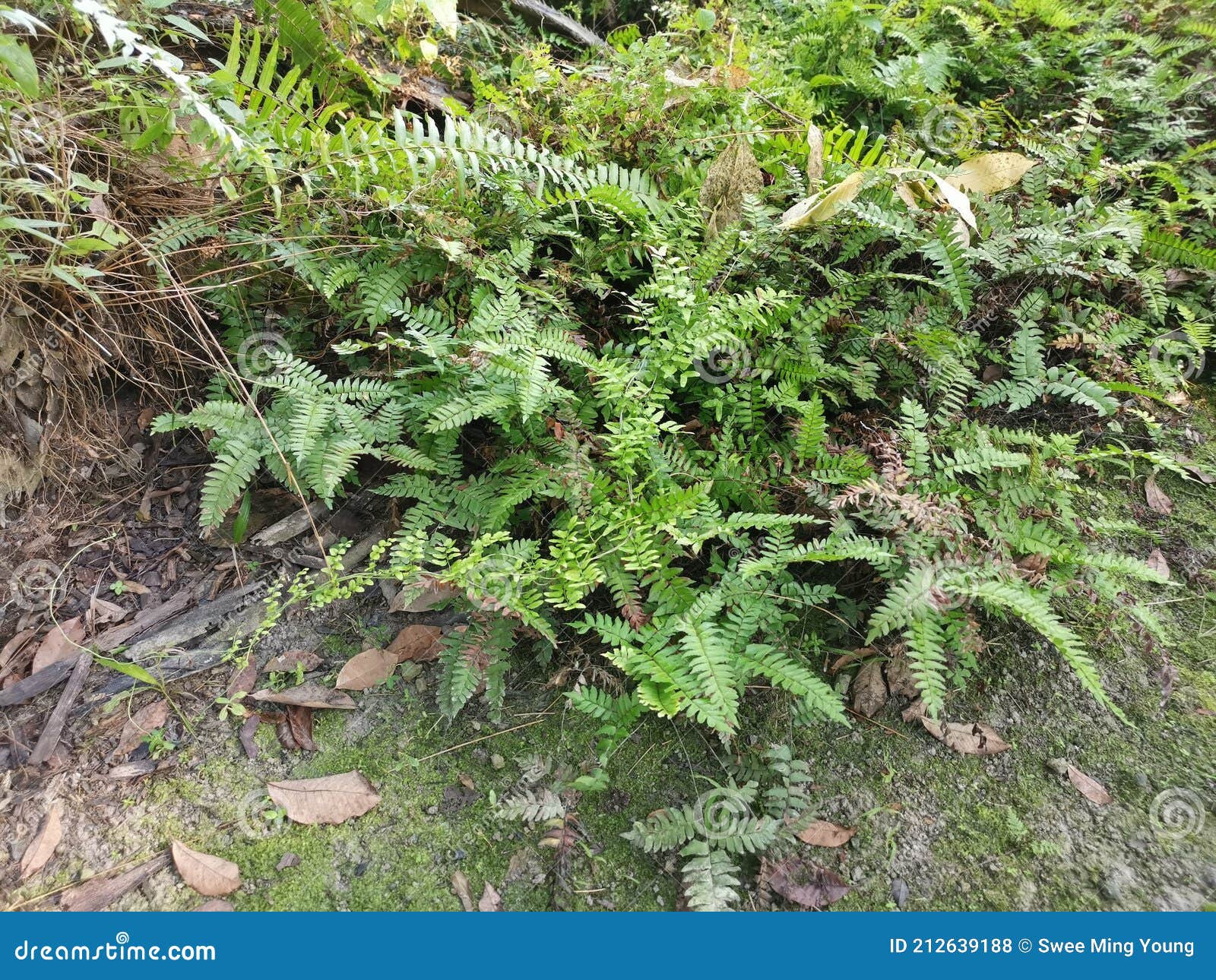 Green Leafy Brittle Bladder Fern Stock Photo Image of frond, leaf