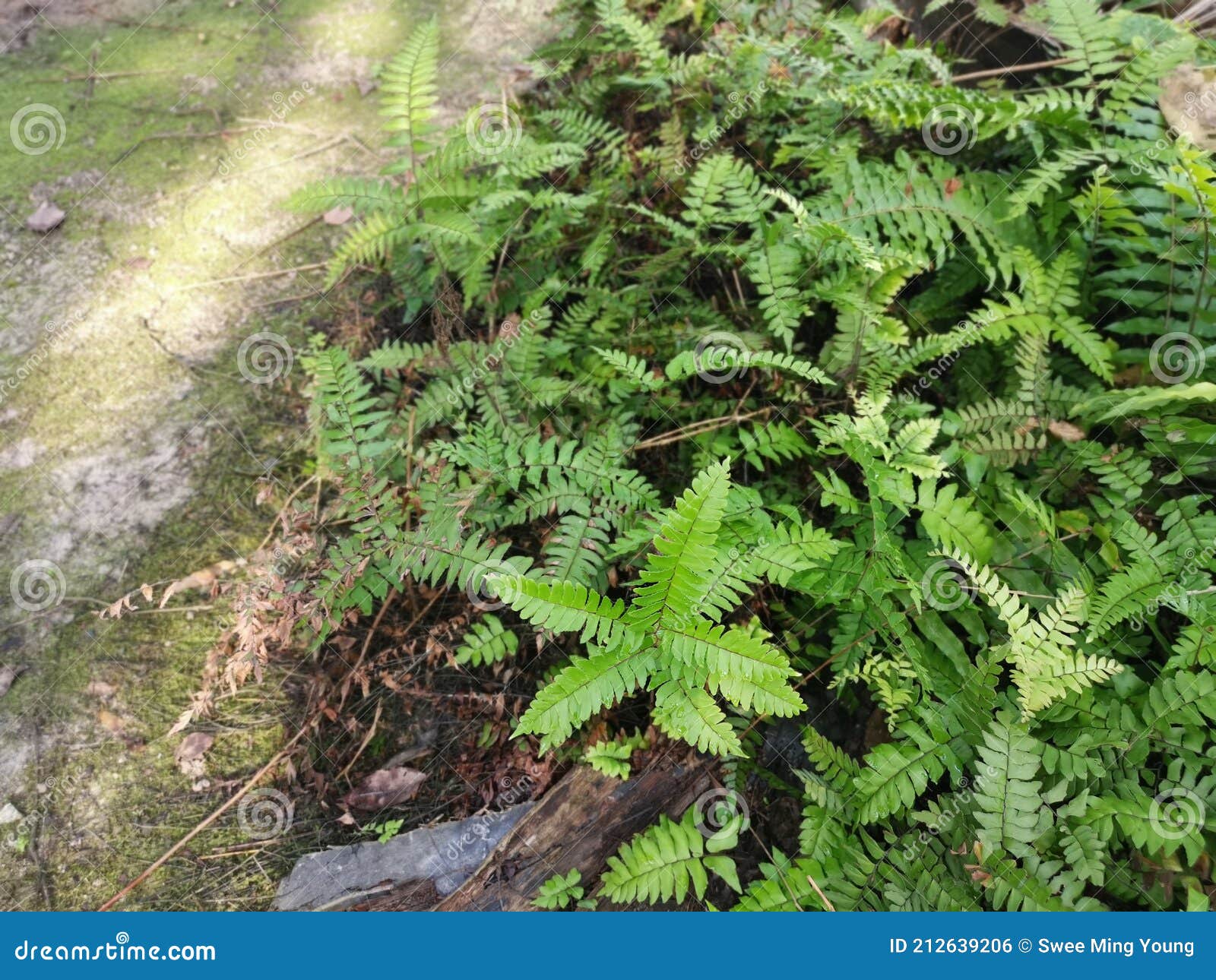 Green Leafy Brittle Bladder Fern Stock Photo Image of bracken, leaves