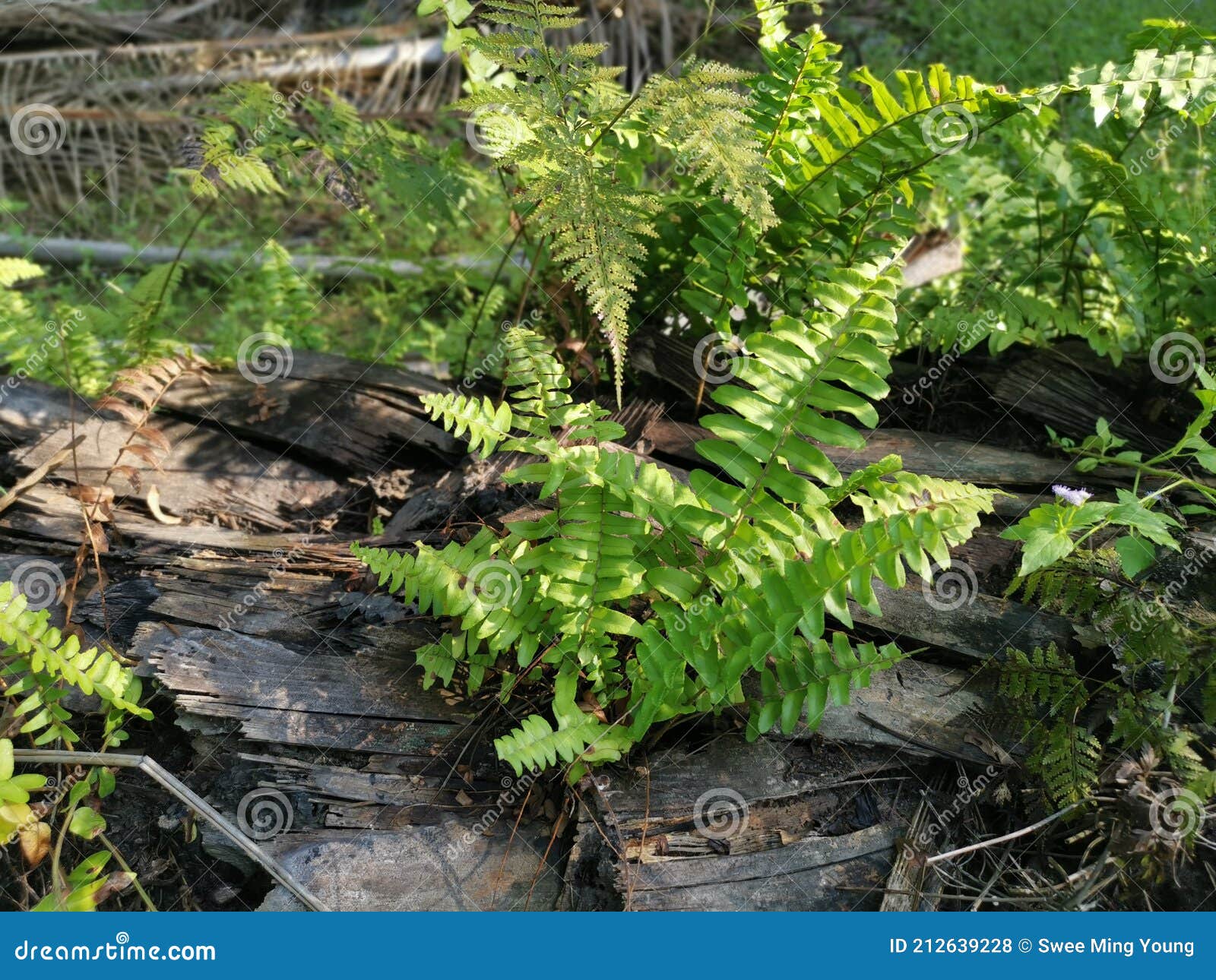 Green Leafy Brittle Bladder Fern Stock Photo Image of green, bunch 212639228