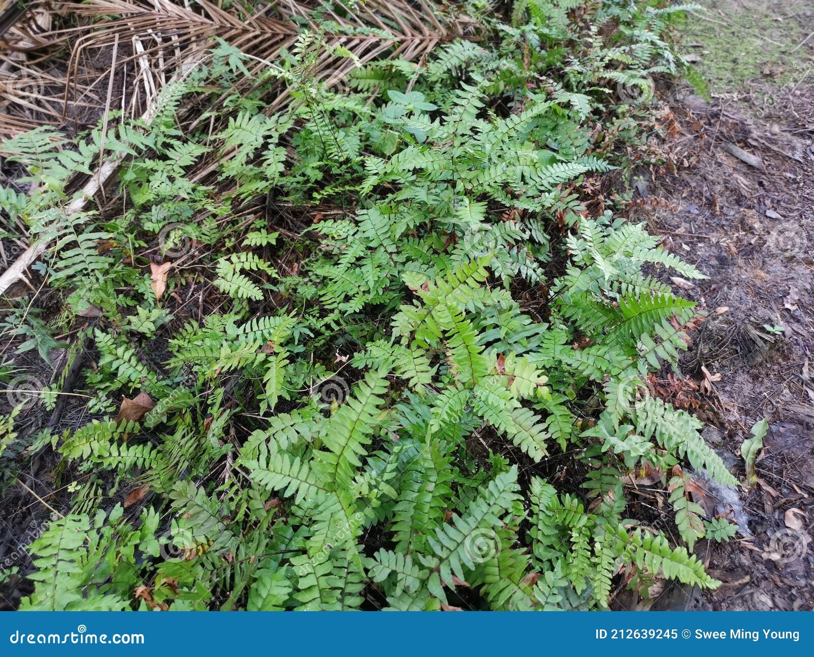 Green Leafy Brittle Bladder Fern Stock Image Image of botany, jungle