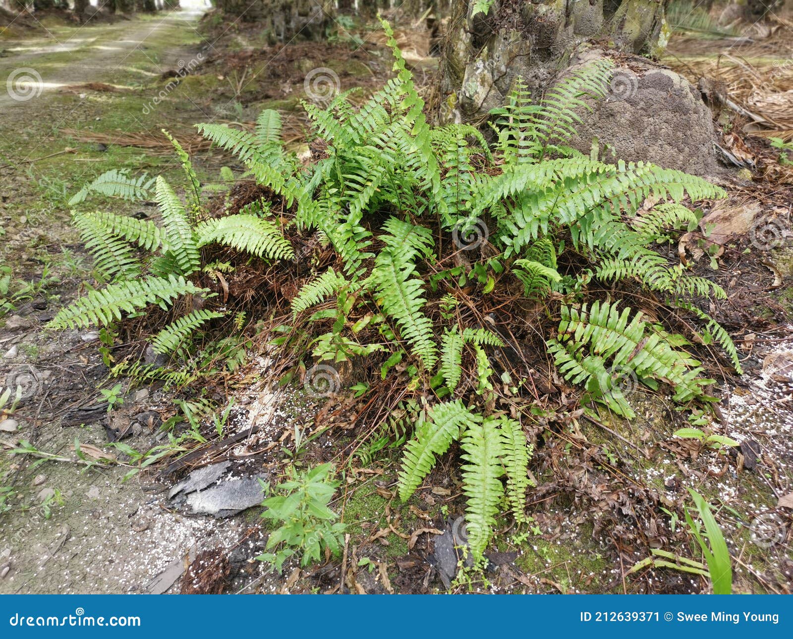 Green Leafy Brittle Bladder Fern Stock Image Image of foliage, growth 212639371