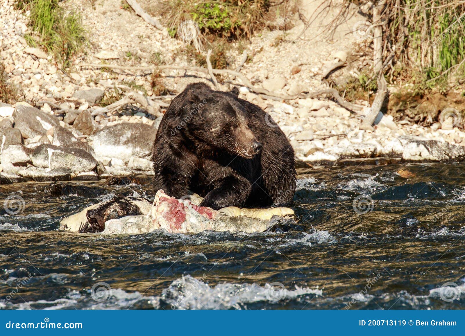 Grizzly Yellowstone River Stock Image - Image of wildlife, buffalo: