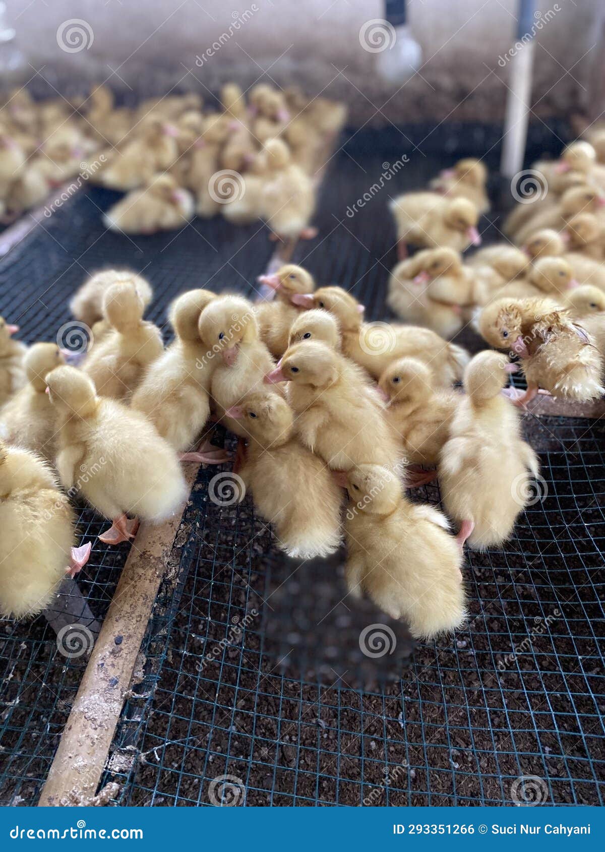 Image of a Group of Baby Ducks Cuddling in a Cage Stock Photo Image