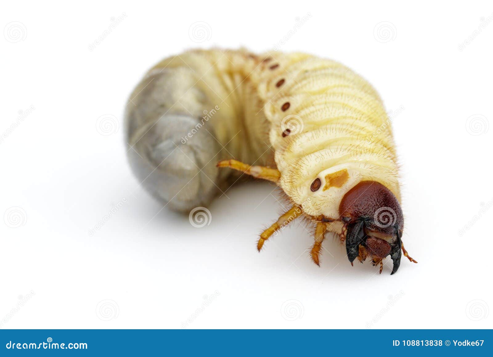 Image of Grub Worms, Coconut Rhinoceros Beetle. Stock Photo - Image of  legs, bait: 108813838