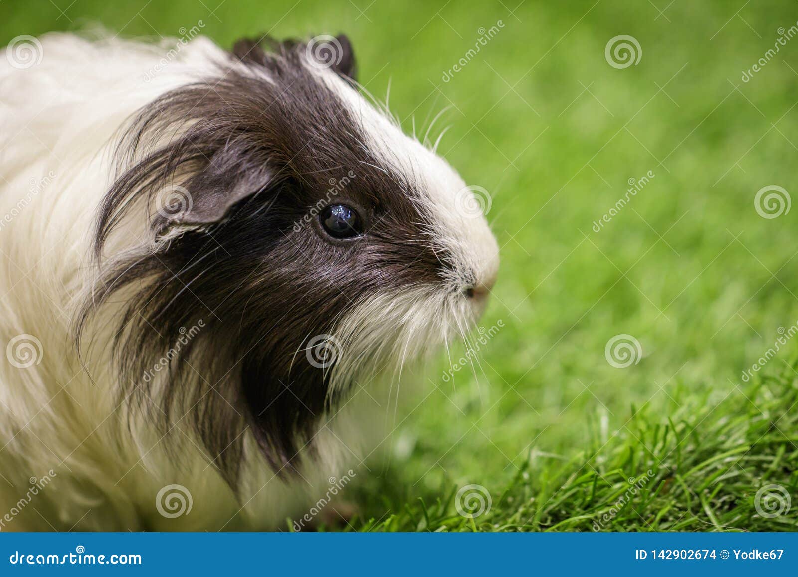 Image of Guinea Pig on the Lawn. Pets Stock Photo Image of guinea