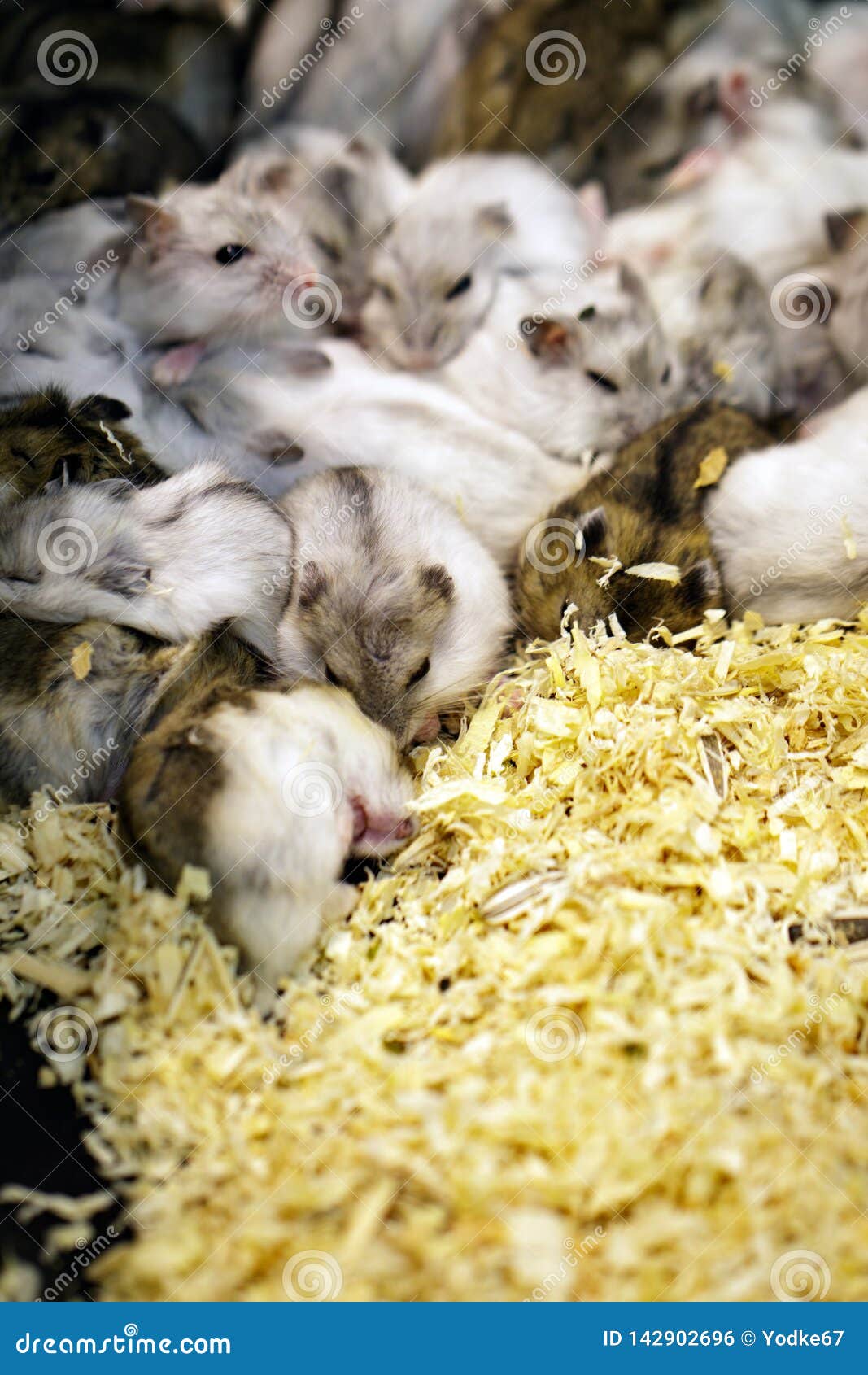 Image of Hamster is Sleeping Together. Pet Stock Photo Image of close