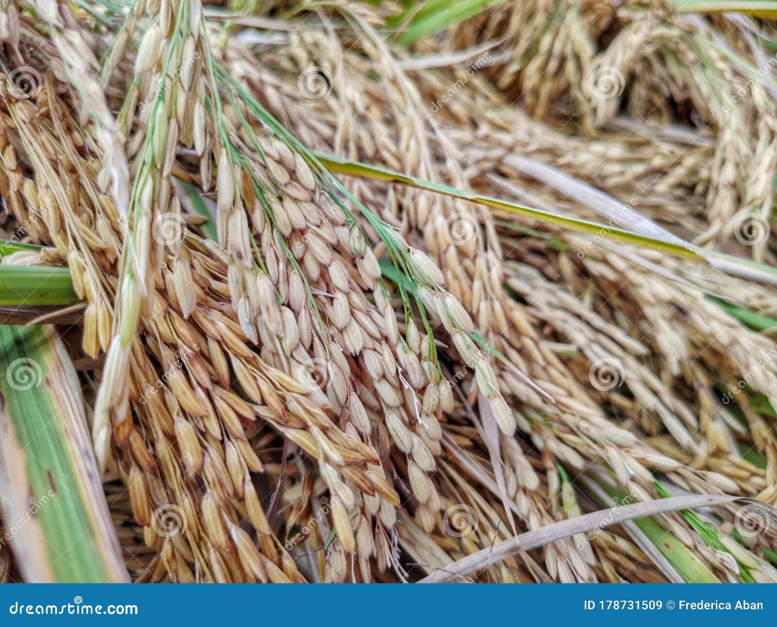 Image of Harvested Mature Paddy Grain Background Stock Image Image of