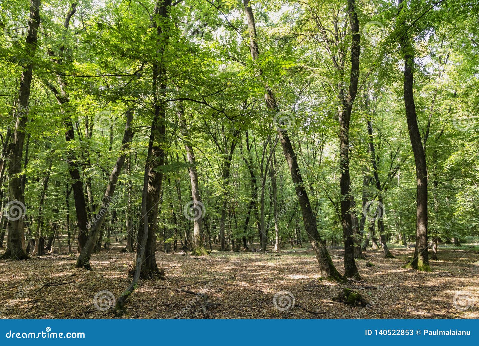 Image of the Hoia Baciu Forest, One of the Most Haunted Forest in the ...