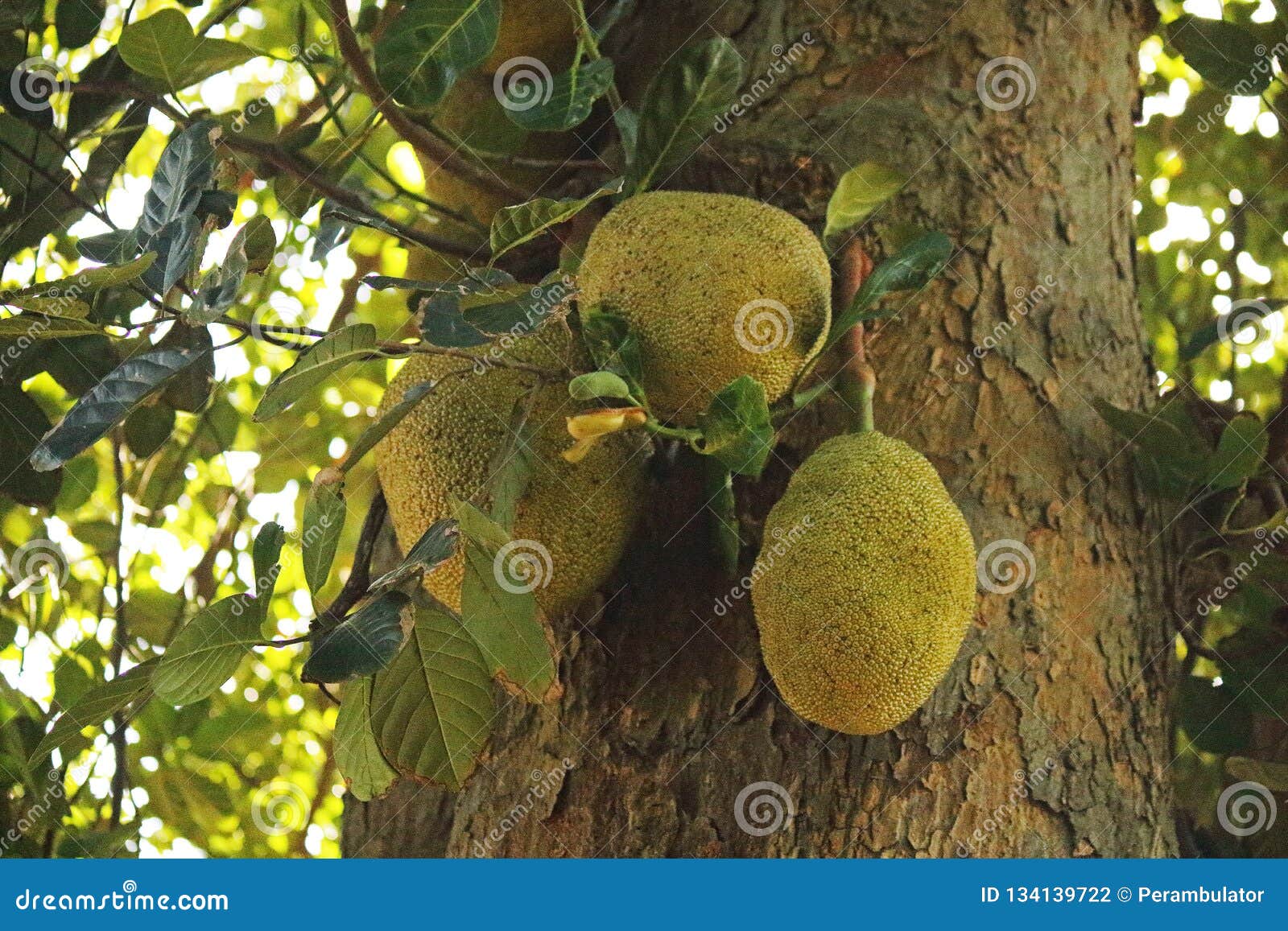 LARGE JACKFRUIT on a TREE in SUMMER Stock Photo Image of large, garden 134139722