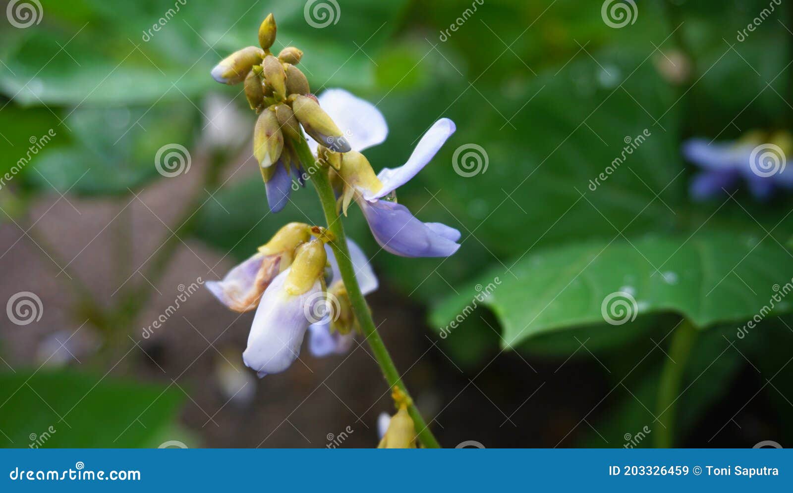 Image of Jicama Fruit Flowers Stock Image Image of flowers, jicama