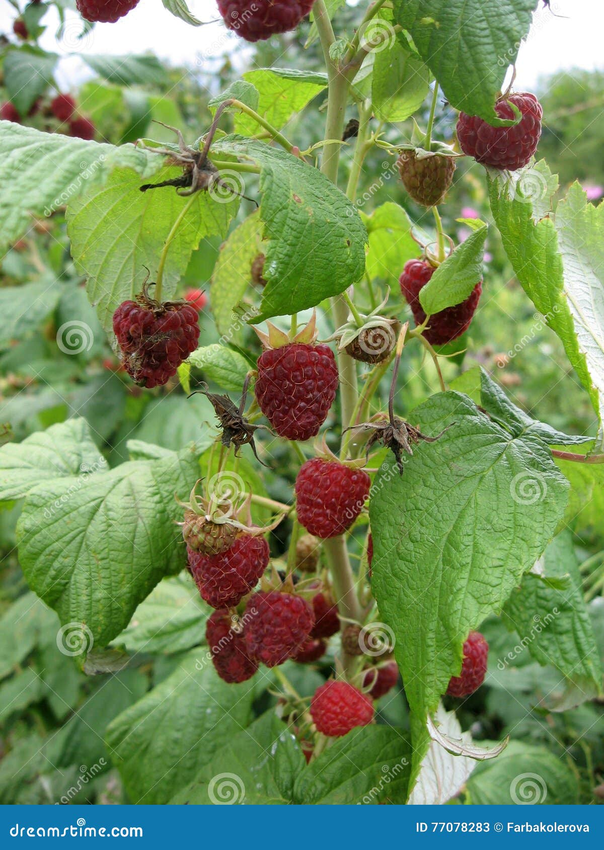 Image of Juicy Raspberry Close Up in the Garden. Stock Image Image of
