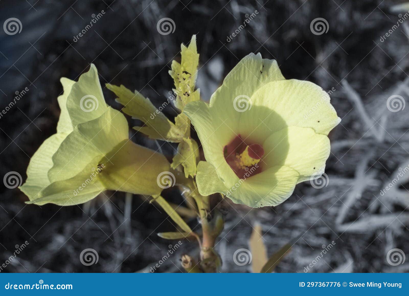 Image of the Lady Finger Vegetable Plant. Stock Photo Image of ochro