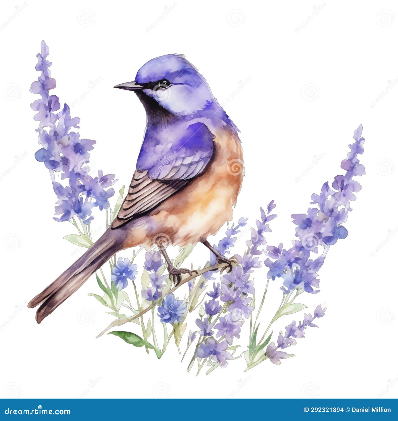 Lavender Bird Watercolor Illustration, Lavender Clipart Stock