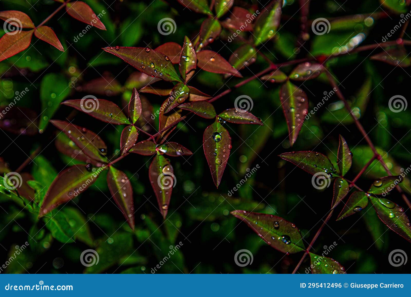 image of leaves wet from the rain create a natural background